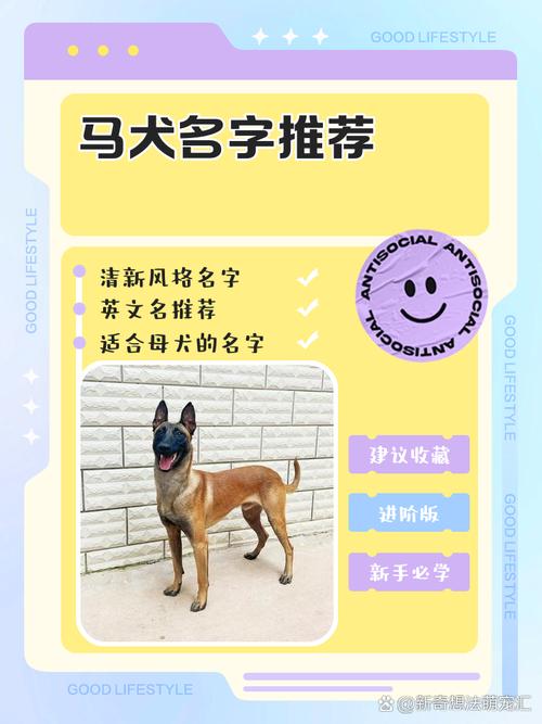 马犬取名字带财运