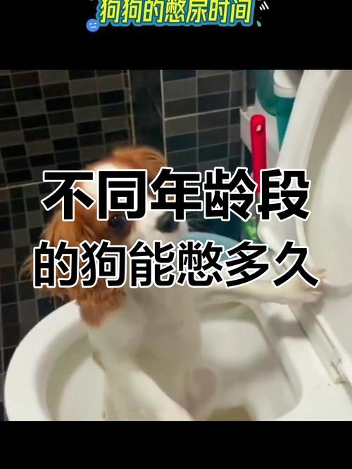 狗狗几个月可以憋尿出去大小便