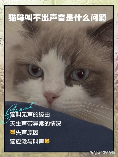 猫咪叫不出声音怎么办
