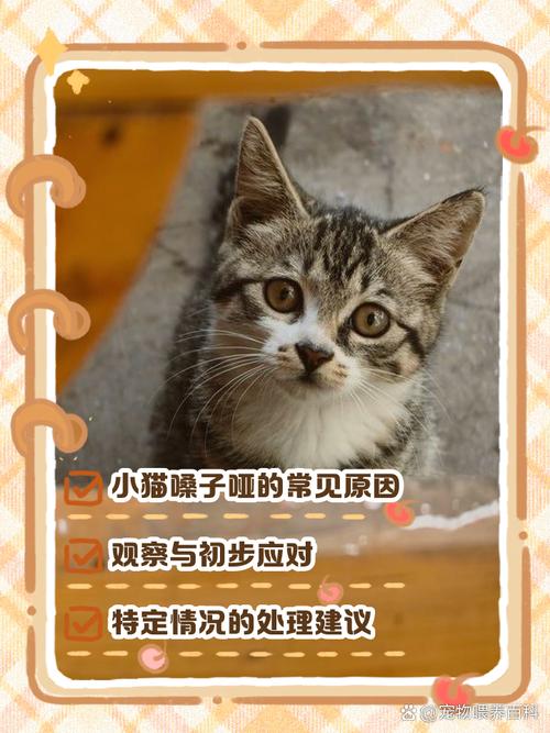 猫咪叫不出声音是什么问题