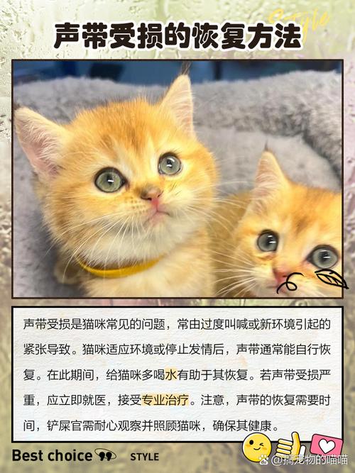 猫咪叫不出声怎么回事