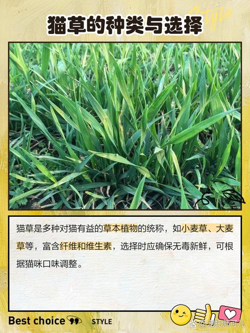 猫吃草是什么征兆?