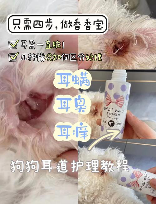 狗狗耳朵有螨虫怎么去除又简单又有效?