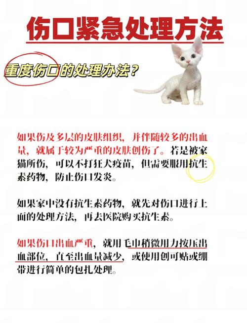 被猫咪抓伤怎么办