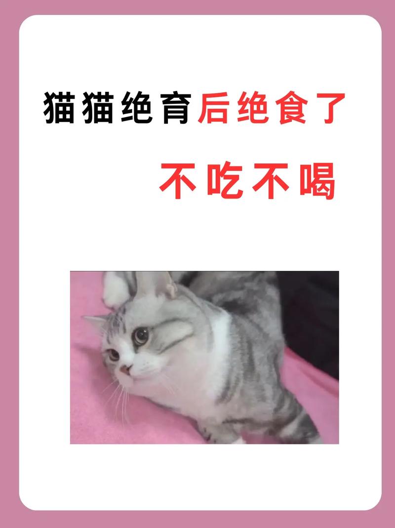 猫咪不吃东西怎么办