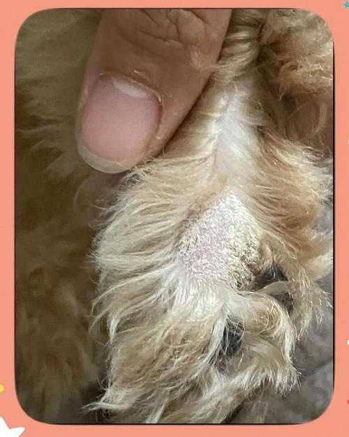 狗狗真菌皮肤病自愈吗