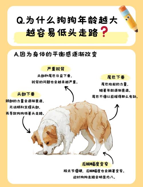 狗狗变老有哪些症状?