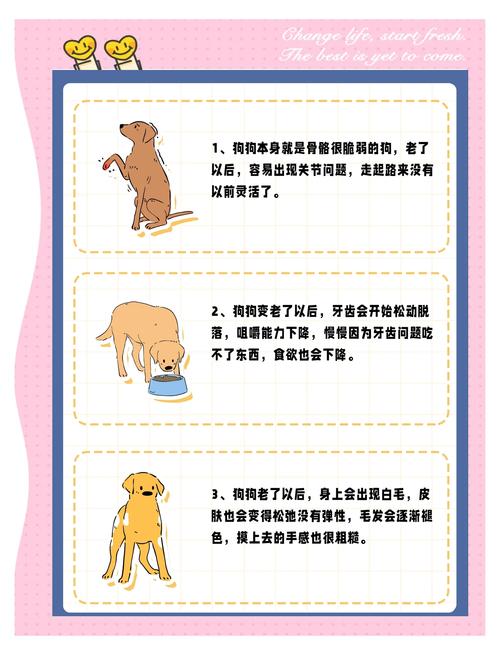 狗狗老了会有什么迹象