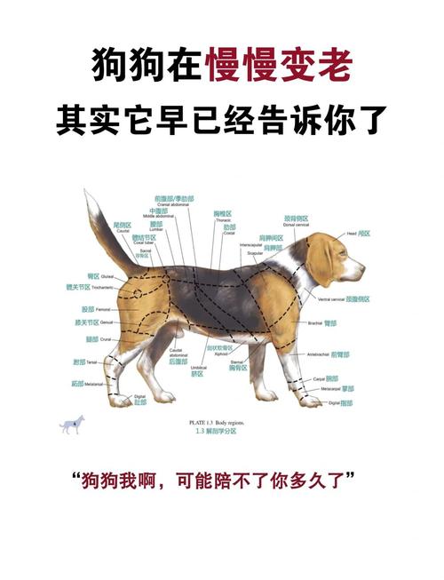 狗狗变老的10个征兆