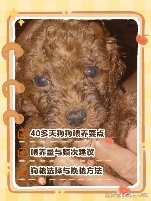 刚买四十多天的小狗狗,怎么喂养?