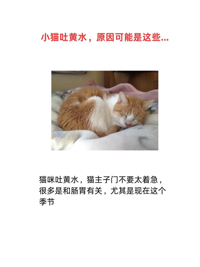 我家的猫咪吐黄水了怎么办