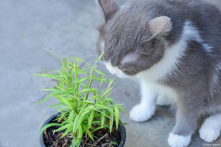 猫咪能闻艾草的味道吗