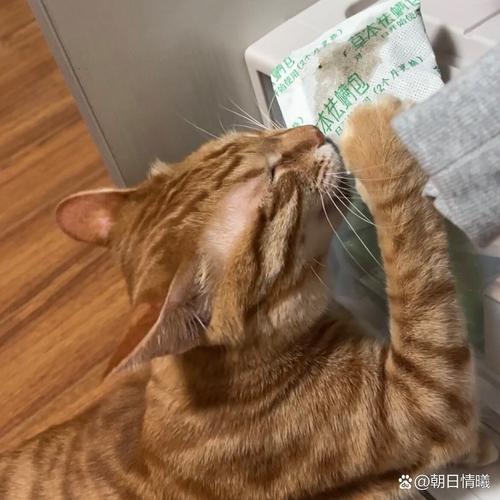 艾草对猫咪有没有害处