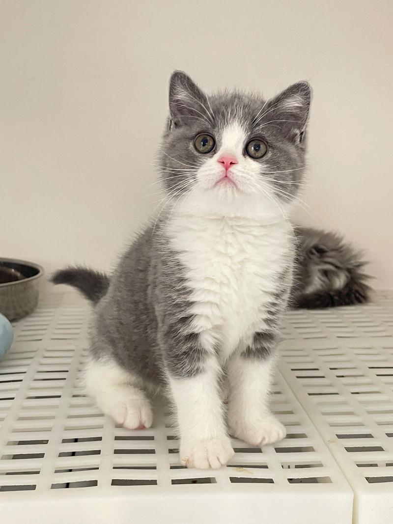 猫的智商相当于人几岁的智商?