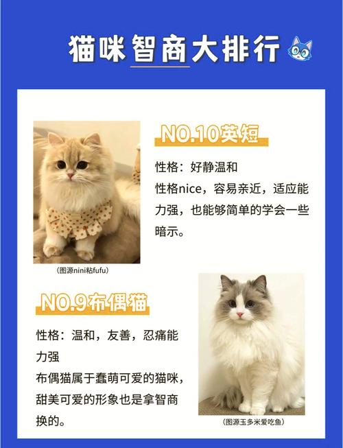 猫的智商是人几岁智商
