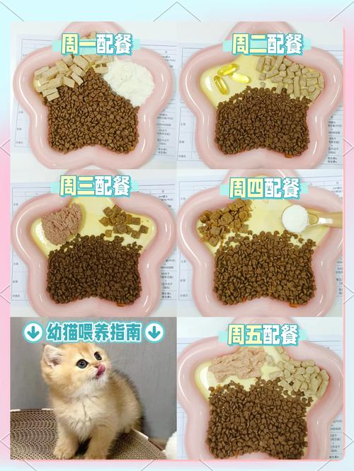 三个月大的小猫一天吃几顿合适?