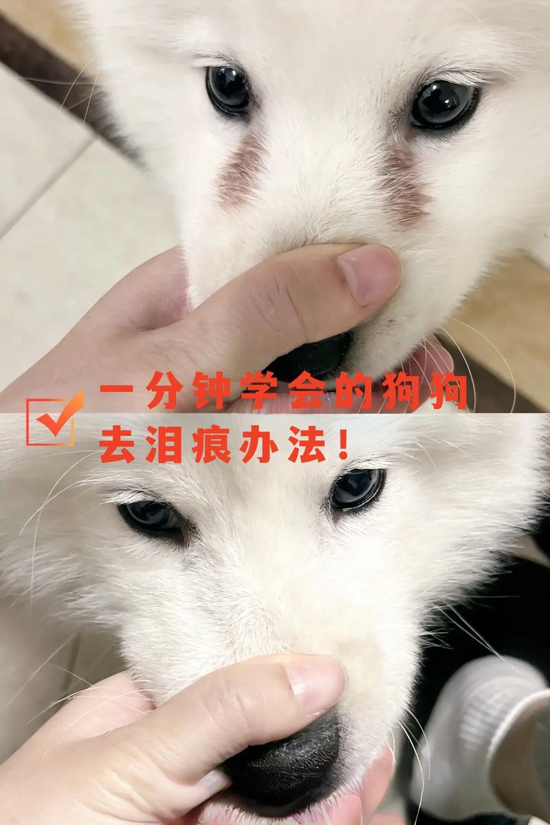 怎么去除狗狗的泪痕?