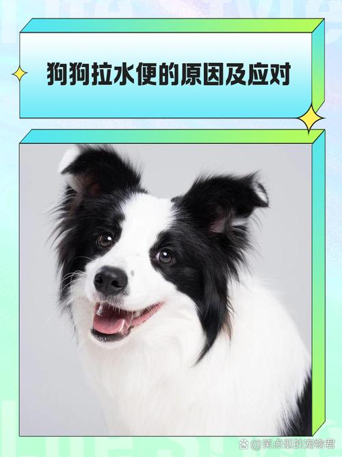 狗狗拉都是水怎么回事