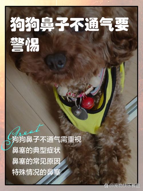 狗狗鼻子像鼻塞怎么办,狗鼻子像不通气是的