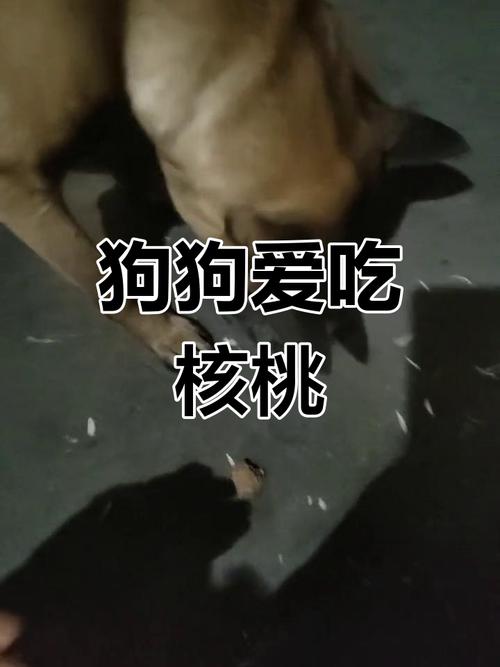 狗吃核桃吗?狗吃核桃有哪些好处?