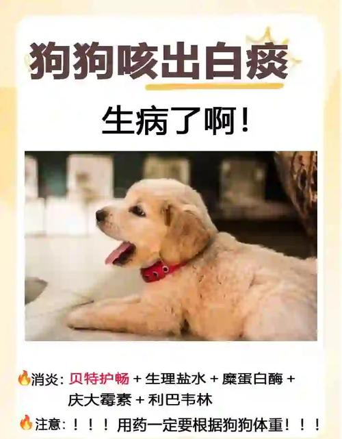 狗狗咳嗽干呕精神正常