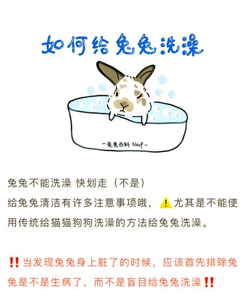 猫猫兔多久洗一次澡合适