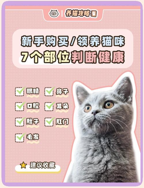 怎样判断猫咪是否是属于健康猫咪