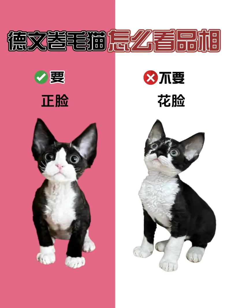 怎么看德文卷毛猫健不健康