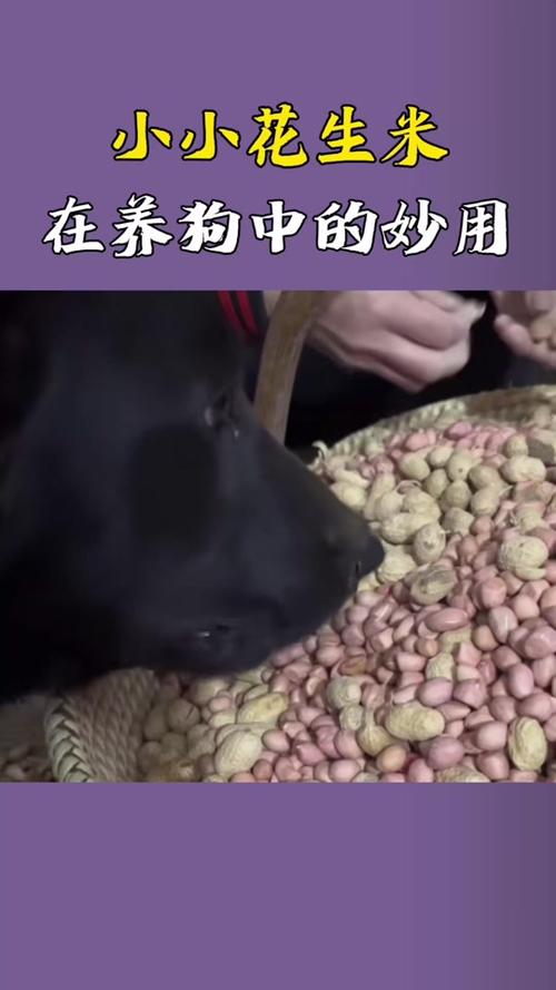 狗狗能吃熟的花生吗?