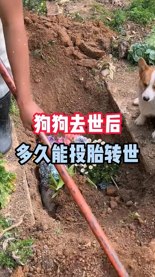 狗死了,它会投胎转世成人吗?