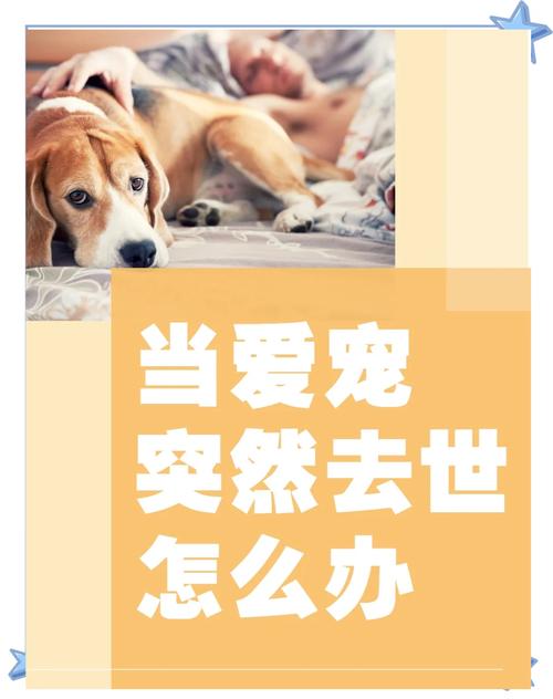 狗狗转世为人的特征