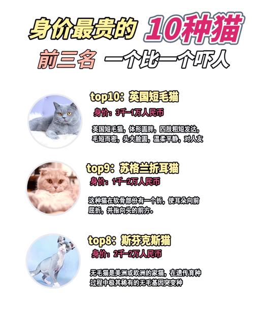 田园奶牛猫一般费用多少?