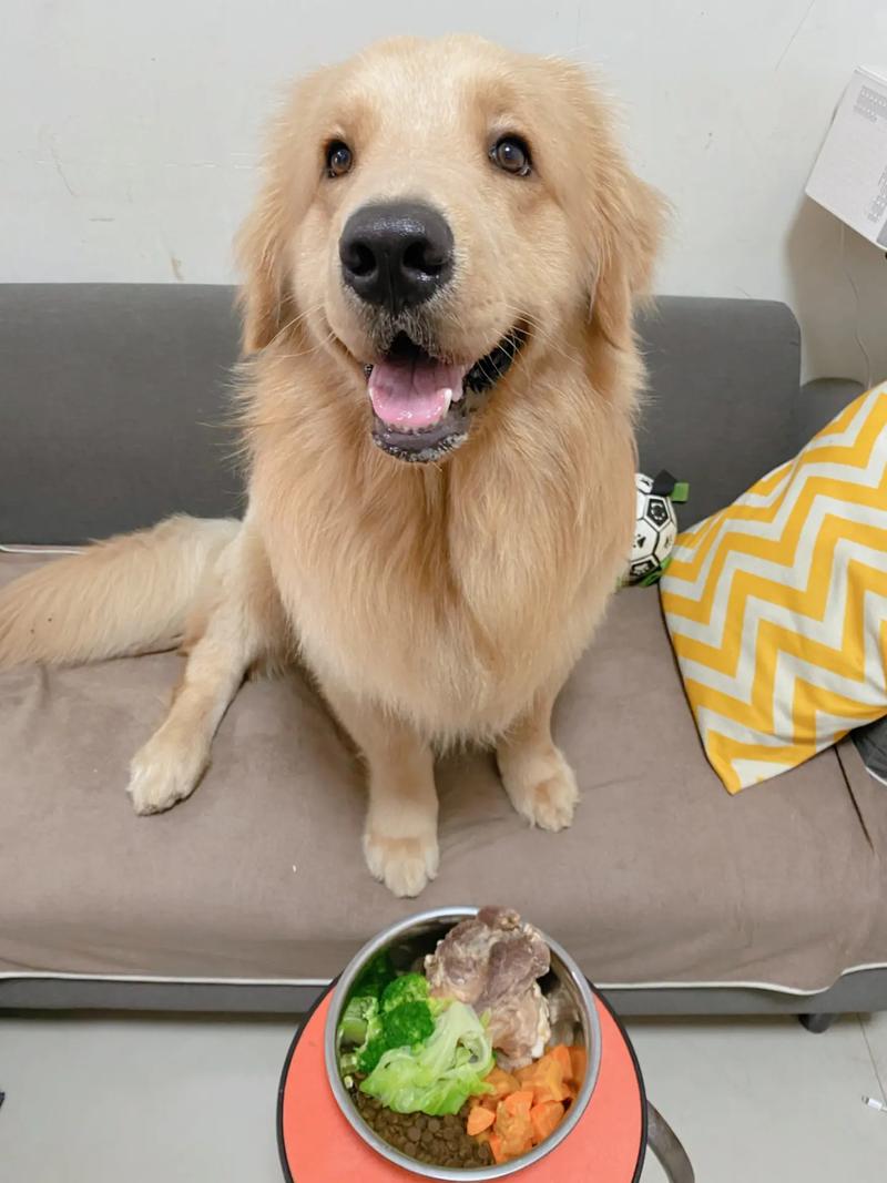 金毛犬能吃白米饭吗?