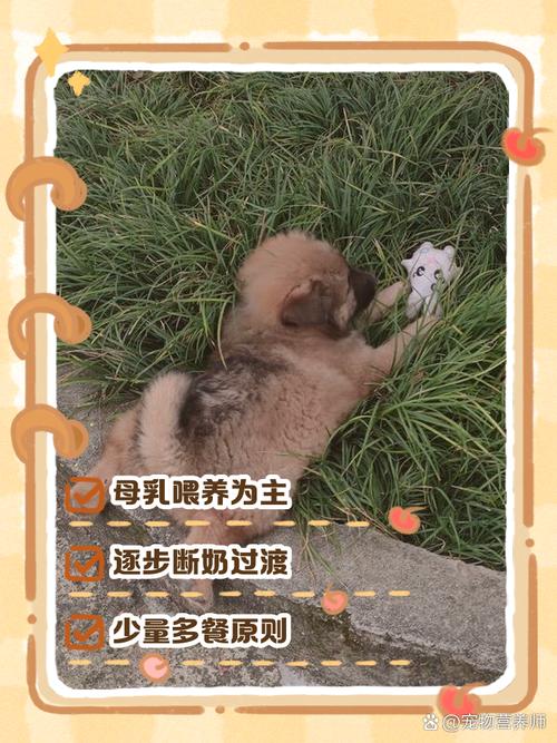 一个月的土狗可以喂饭吗?