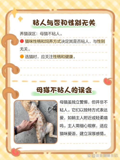 猫咪不粘人怎么办