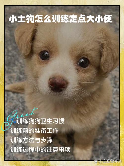 土狗怎么训练定点大小便