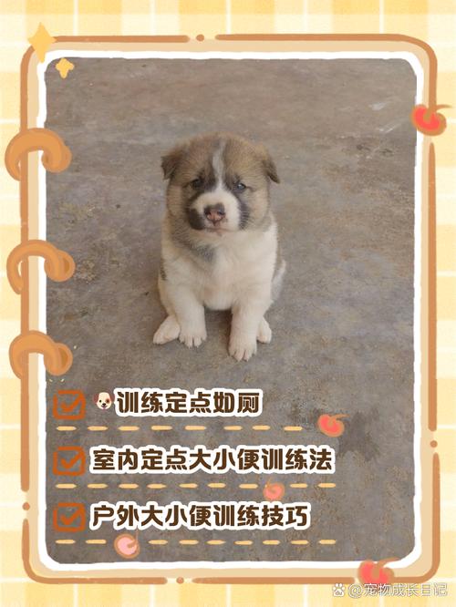 狗狗几个月可以训练定点大小便