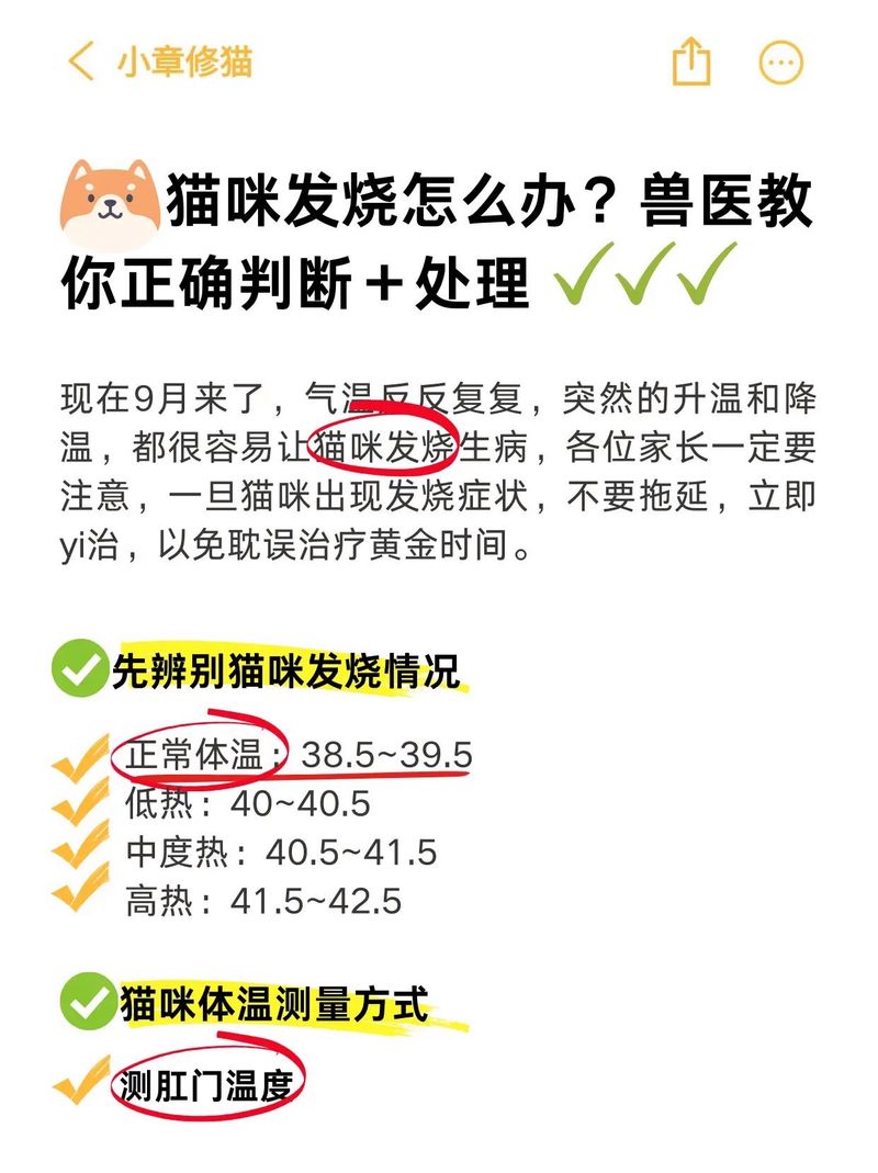 猫咪发烧、发炎怎么办?