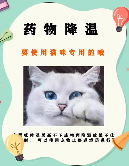 猫咪发烧了怎么办?