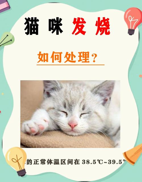 治猫咪发烧