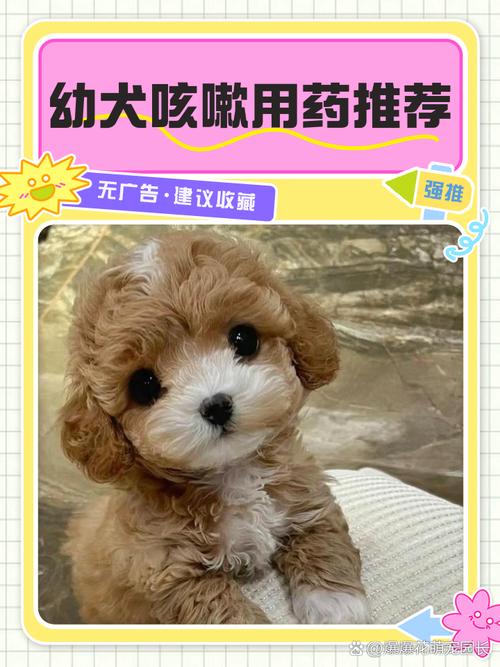 比熊狗感冒了咳嗽吃什么药