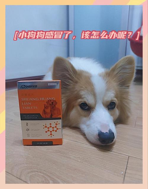 狗狗感冒咳嗽吃什么消炎药