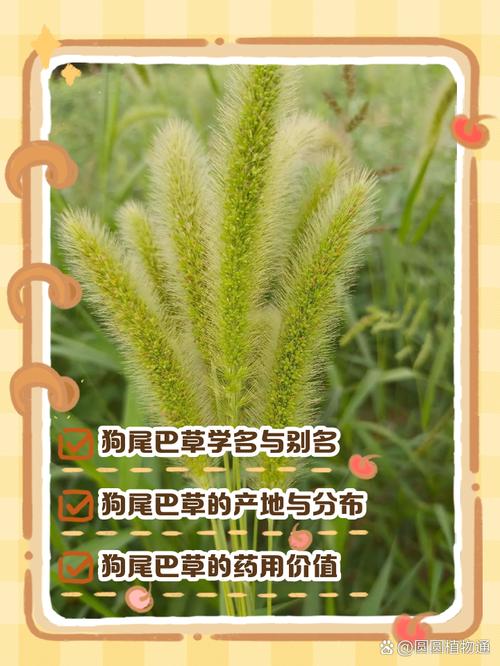 狗走草是什么意思