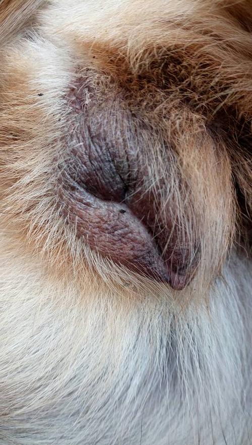 狗狗桃子红肿大