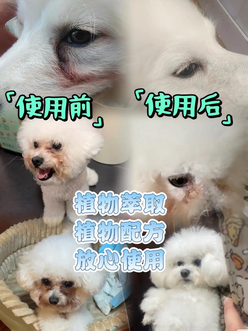 狗狗能用人哪种眼药水