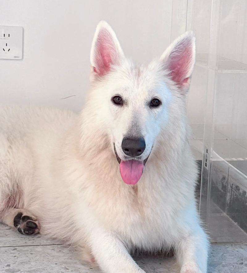 纯白色的狗狗都有哪些