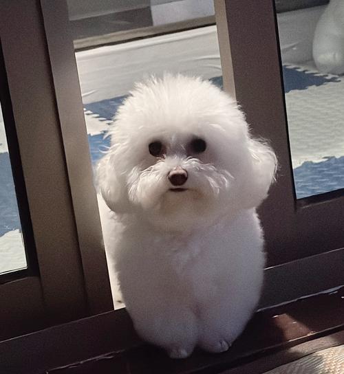 白色狗狗都有哪些品种?