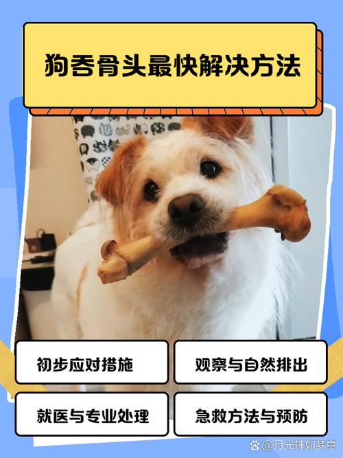 狗狗把猪骨头吞下去了能消化吗