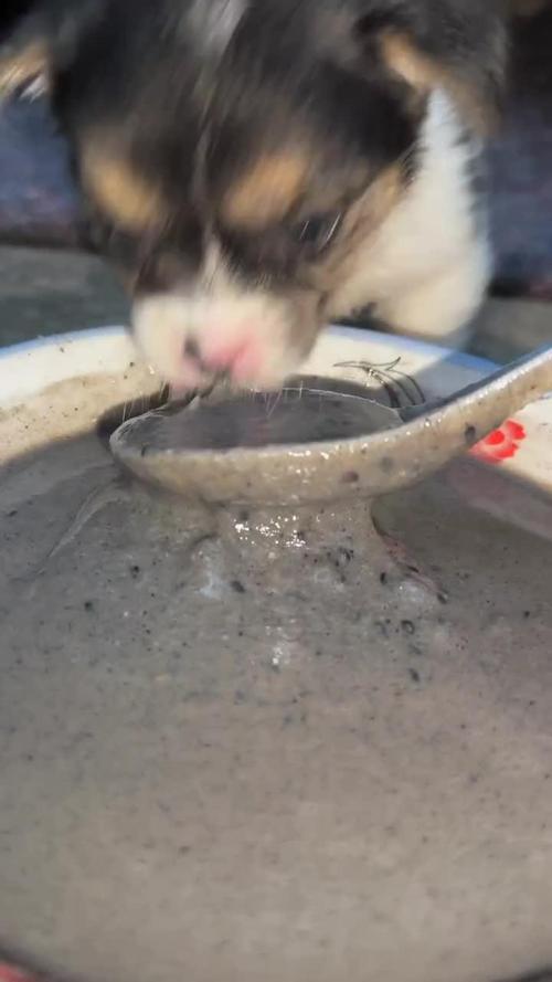 狗能喝黑芝麻糊吗?