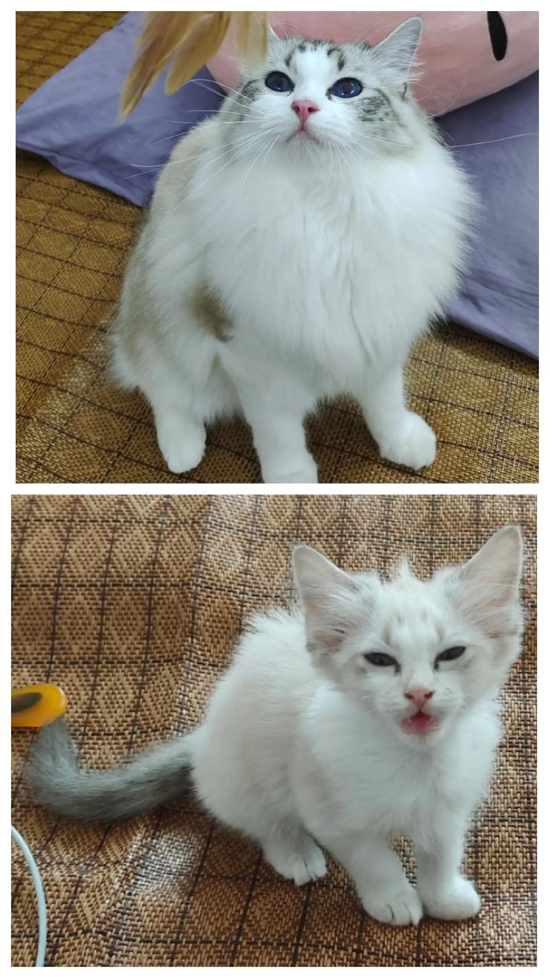 猫尴尬期在几个月